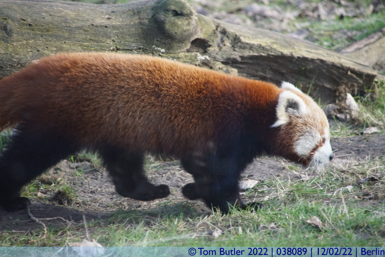 Photo ID: 038089, Red panda in it's enclosure, Berlin, Germany