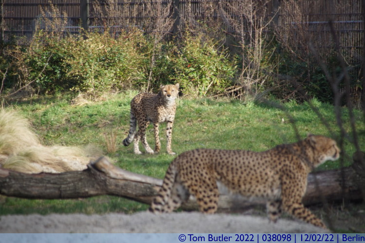 Photo ID: 038098, Pair of Cheetahs, Berlin, Germany