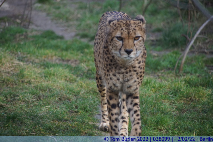 Photo ID: 038099, Cheeta Approaches, Berlin, Germany