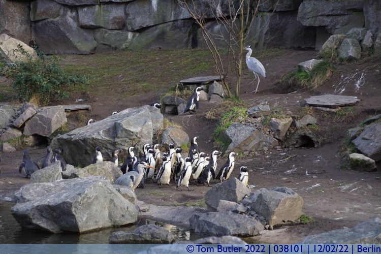 Photo ID: 038101, Penguins, Berlin, Germany