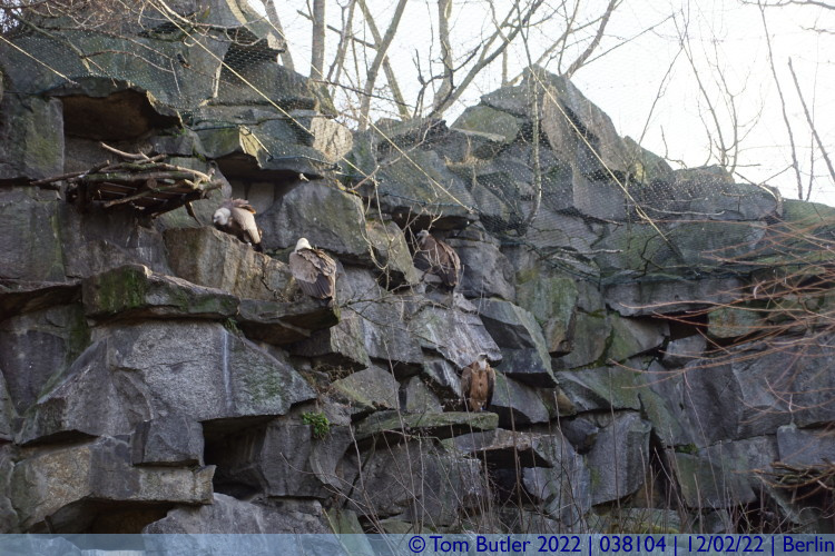 Photo ID: 038104, Colony of Vultures, Berlin, Germany