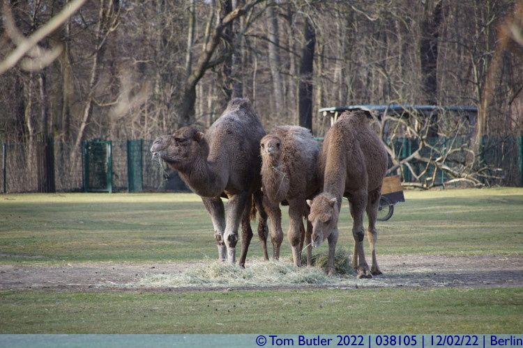 Photo ID: 038105, Camels feeding, Berlin, Germany