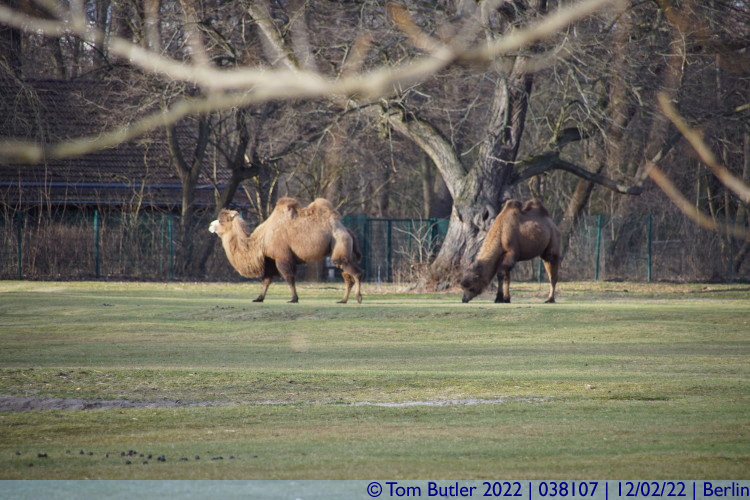 Photo ID: 038107, Bactrian Camels, Berlin, Germany