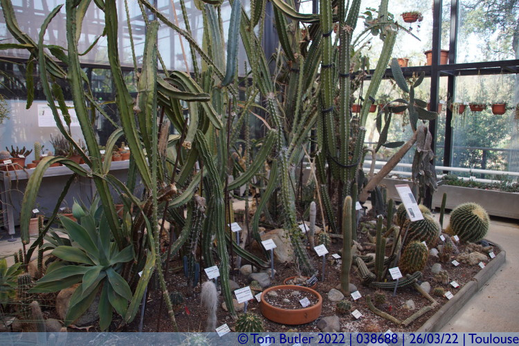 Photo ID: 038688, Cacti, Toulouse, France