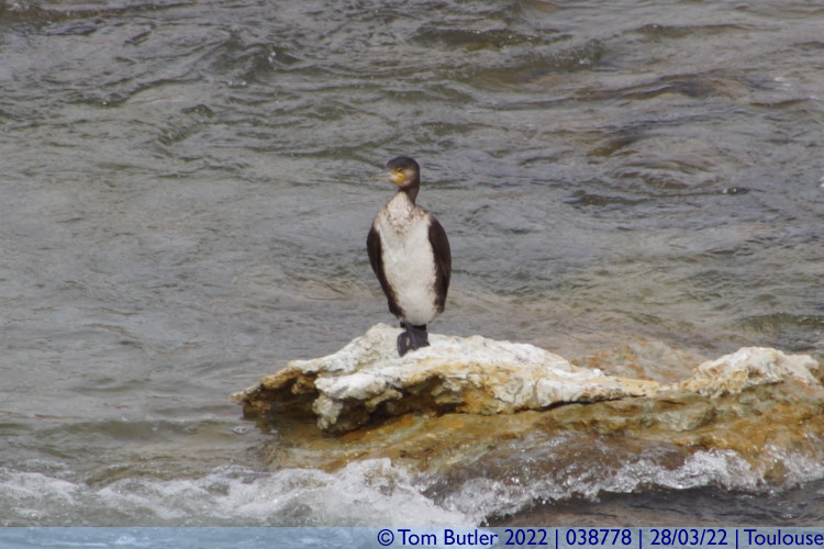 Photo ID: 038778, Sole Cormorant, Toulouse, France