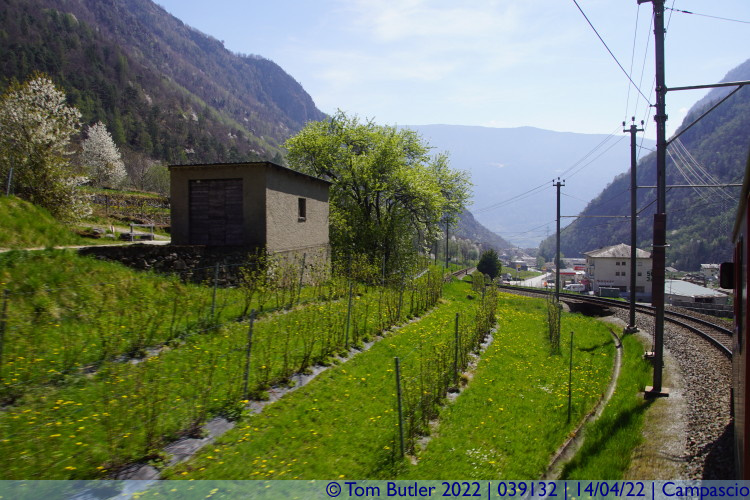 Photo ID: 039132, Vineyards, Campascio, Switzerland