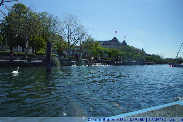 Photo ID: 039560, Swans assemble, Zurich, Switzerland