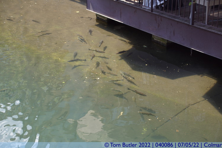 Photo ID: 040086, Fish in La Lauch, Colmar, France