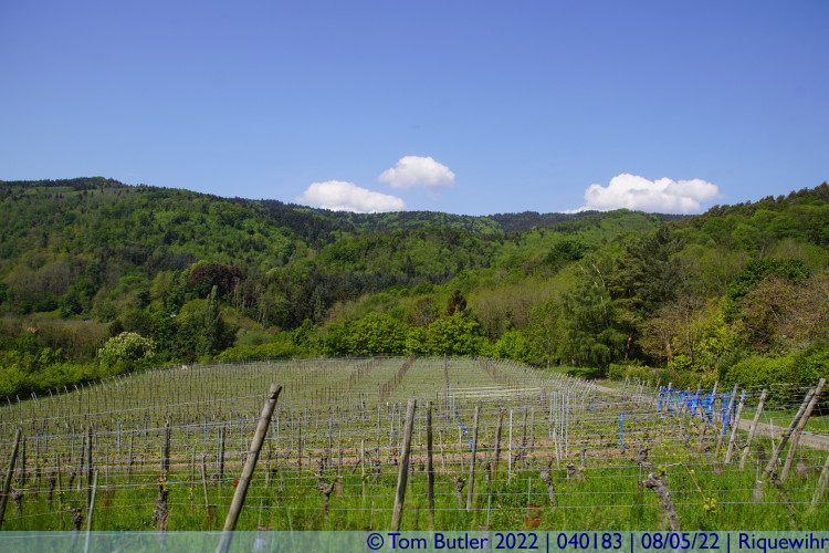 Photo ID: 040183, Vineyards and Mountains, Riquewihr, France