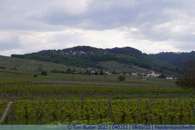 Photo ID: 040252, In the vineyards, Niedermorschwihr, France