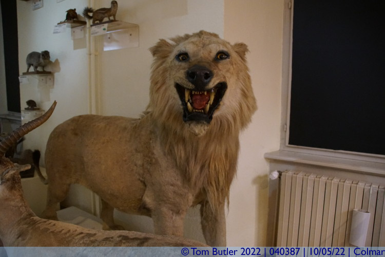 Photo ID: 040387, Thinning lion, Colmar, France