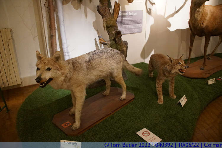 Photo ID: 040392, Wolf and Lynx, Colmar, France