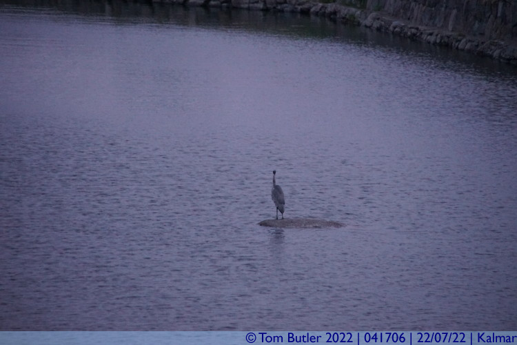 Photo ID: 041706, A stork in the moat, Kalmar, Sweden