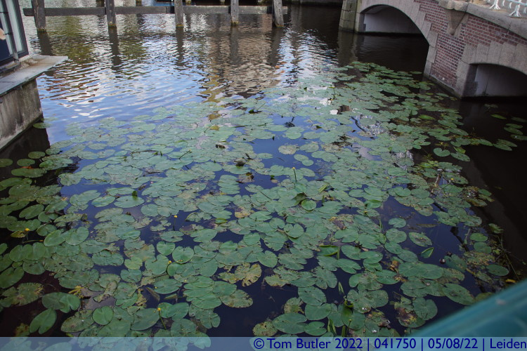 Photo ID: 041750, Water Lilies in the canal, Leiden, Netherlands