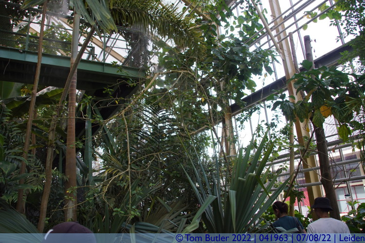 Photo ID: 041963, Inside the palm house, Leiden, Netherlands
