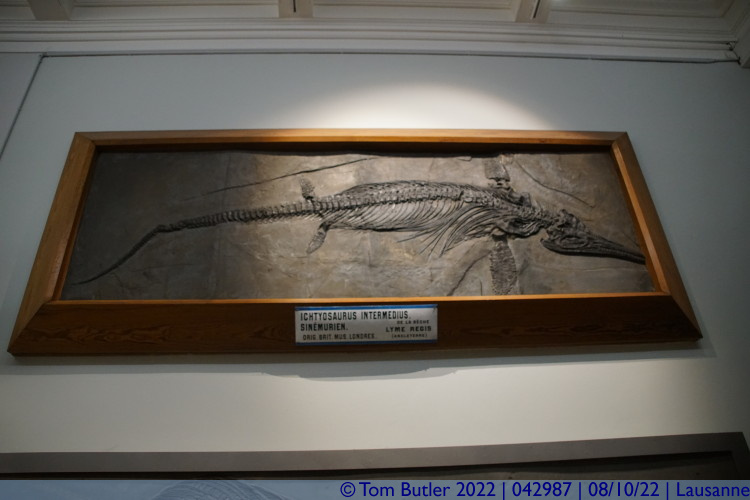 Photo ID: 042987, Ichthyosaurus, Lausanne, Switzerland