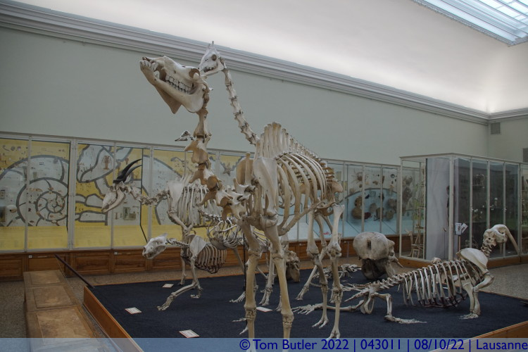 Photo ID: 043011, Mammals stripped back, Lausanne, Switzerland
