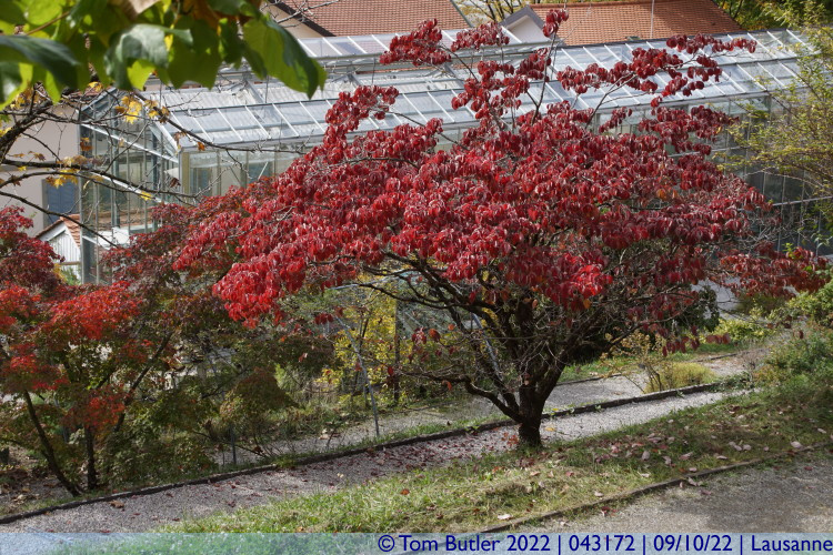 Photo ID: 043172, Very red, Lausanne, Switzerland