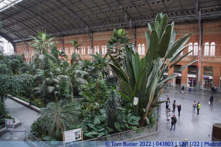 Photo ID: 043803, Ferns and Palms in a train station, Madrid, Spain