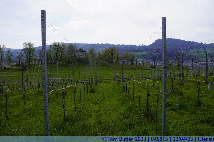 Photo ID: 045815, Vineyards, Ufenau, Switzerland