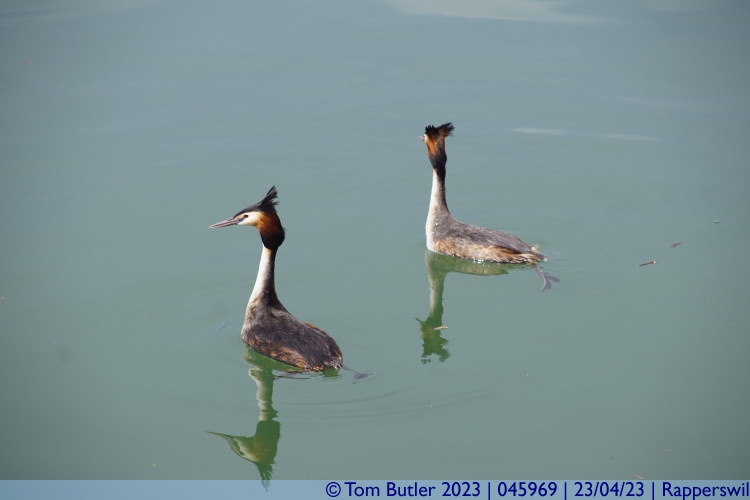 Photo ID: 045969, Great-crested grebes, Rapperswil, Switzerland