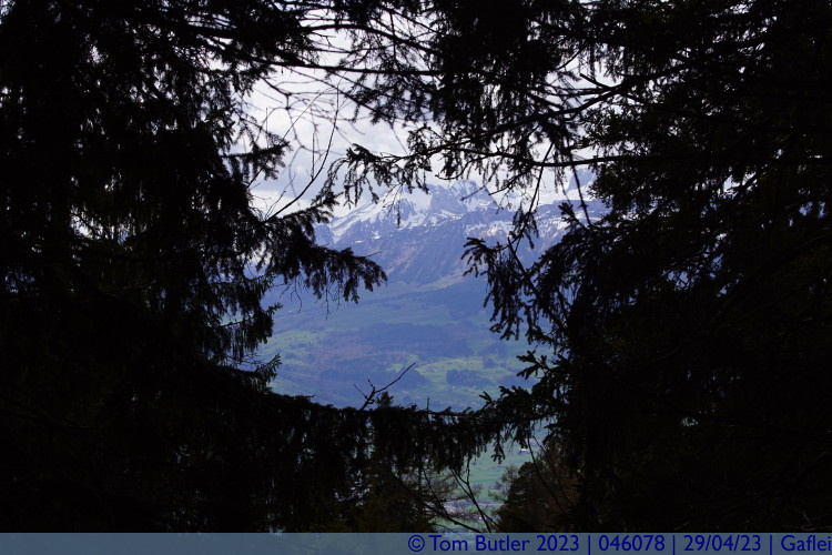 Photo ID: 046078, Mountains through the pines, Gaflei, Liechtenstein
