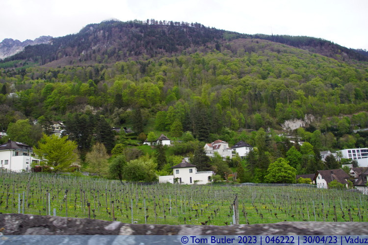 Photo ID: 046222, Vineyard and mountain, Vaduz, Liechtenstein