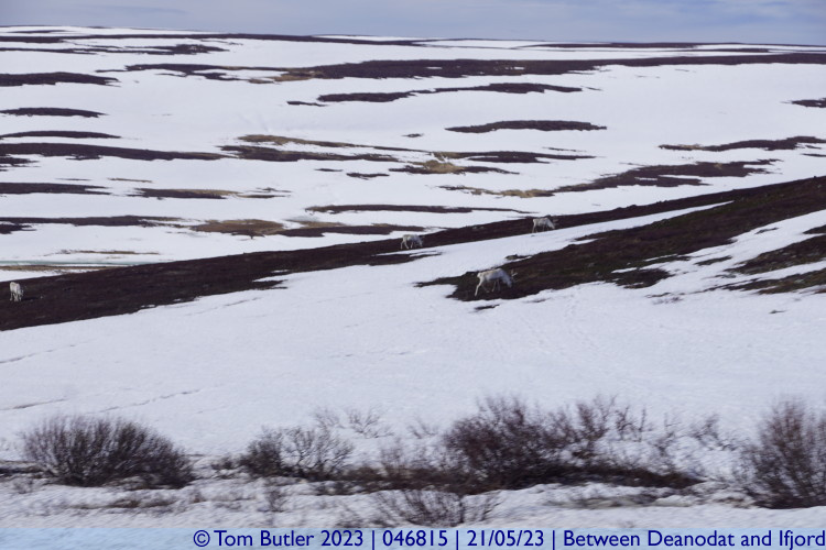 Photo ID: 046815, Reindeer in the distance, Between Deanodat and Ifjord, Norway