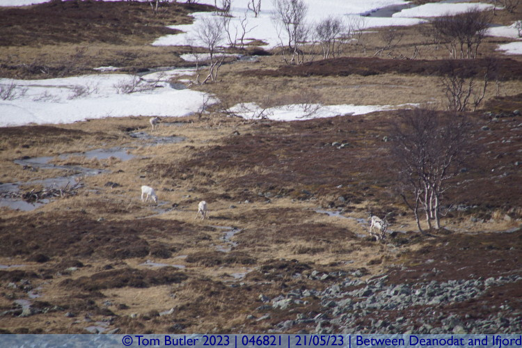 Photo ID: 046821, Grazing reindeer, Between Deanodat and Ifjord, Norway