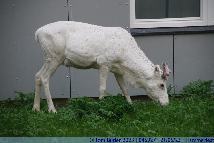 Photo ID: 046927, Having a munch in someone's garden, Hammerfest, Norway