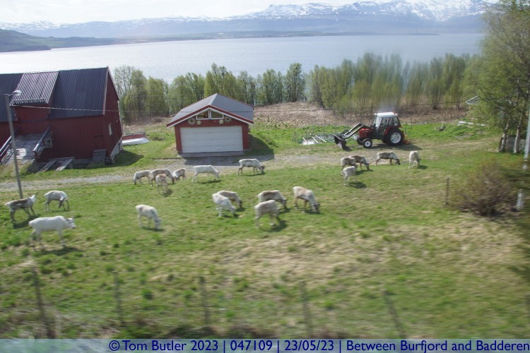 Photo ID: 047109, Reindeer farm, Between Burfjord and Badderen, Norway