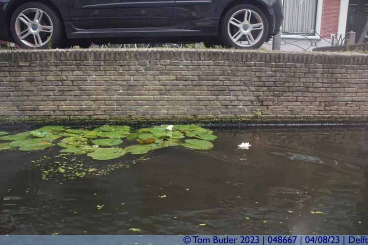 Photo ID: 048667, Water lilies in the canal, Delft, Netherlands