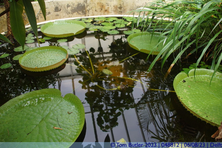 Photo ID: 048812, Lilly Pads, Delft, Netherlands