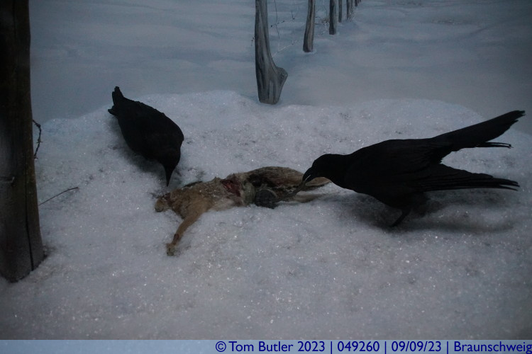Photo ID: 049260, Ravens picking at a dead hare, Braunschweig, Germany