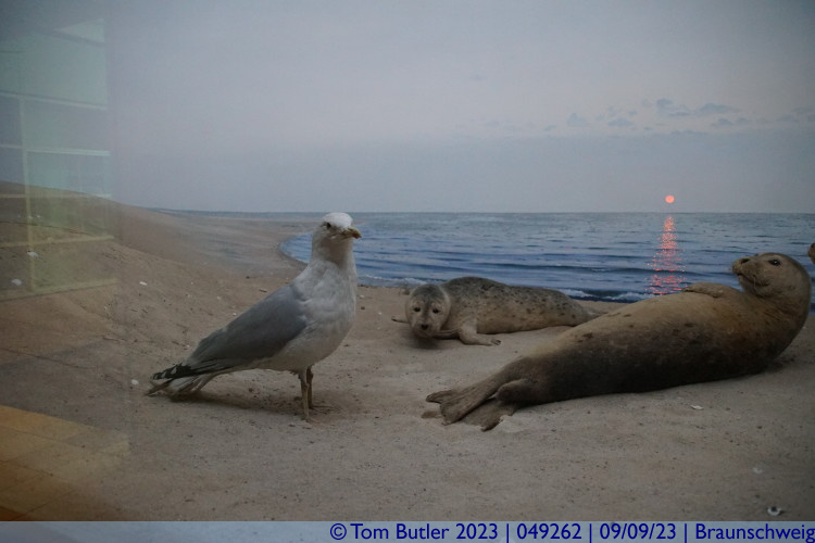 Photo ID: 049262, Seals and Seagull, Braunschweig, Germany