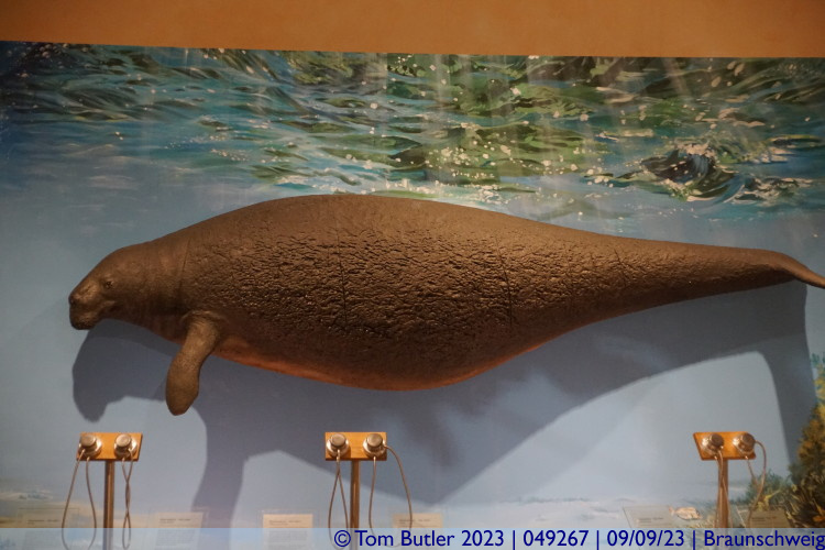 Photo ID: 049267, A dugon, Braunschweig, Germany