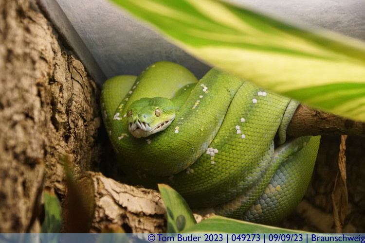 Photo ID: 049273, A very green snake, Braunschweig, Germany