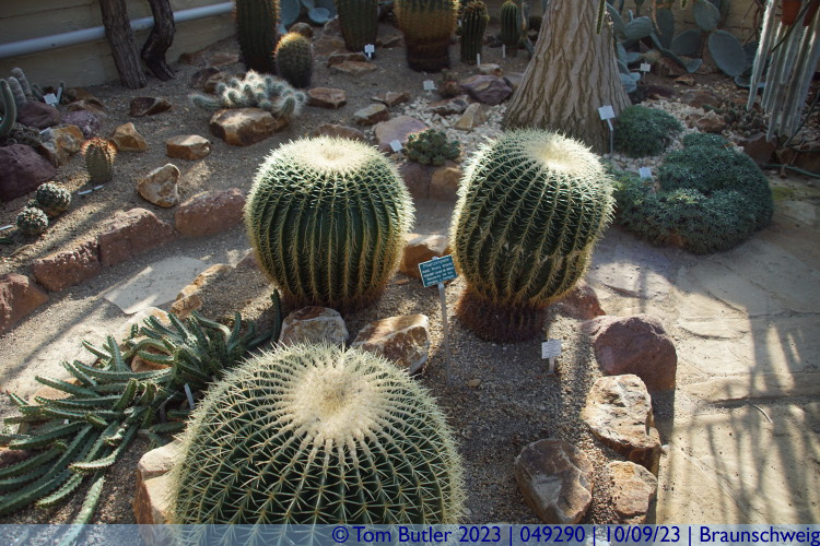 Photo ID: 049290, Inside Cacti, Braunschweig, Germany