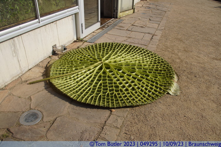 Photo ID: 049295, Underside of a lily pad, Braunschweig, Germany