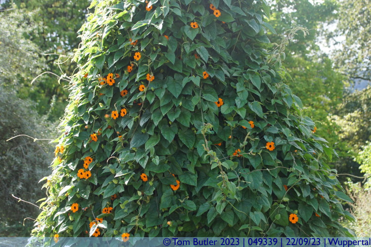 Photo ID: 049339, Orange flowers, Wuppertal, Germany