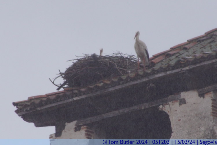 Photo ID: 051203, Stork nest and family, Segovia, Spain
