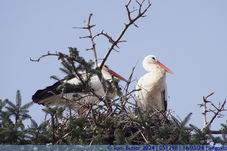 Photo ID: 051298, Storks nesting in the Alczar grounds, Segovia, Spain