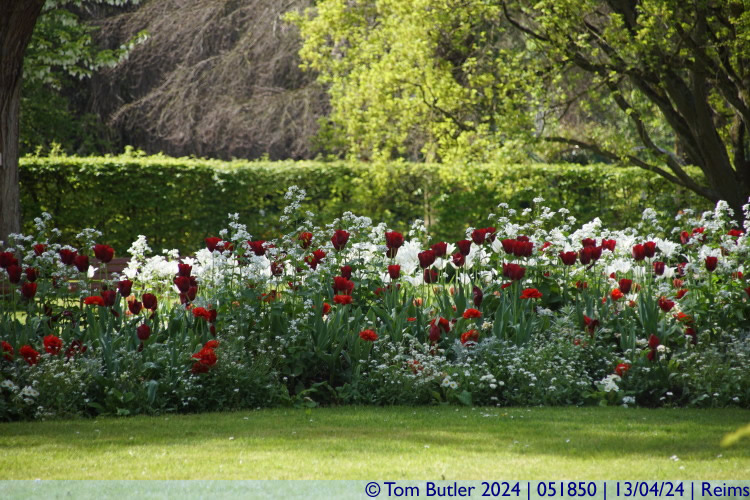 Photo ID: 051850, White and red tulips, Reims, France