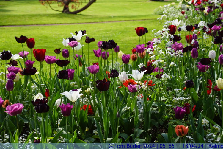 Photo ID: 051851, Flower beds in the Jardin Pierre Schneiter, Reims, France