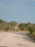 Photo ID: 000197, Giraffe Crossing (24Kb)