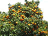 Photo ID: 001514, Oranges ripening (105Kb)