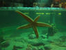 Photo ID: 003976, Starfish at Exploris (41Kb)