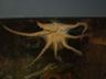 Photo ID: 003977, An Octopus (31Kb)