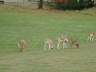Photo ID: 005098, Deer graze (41Kb)